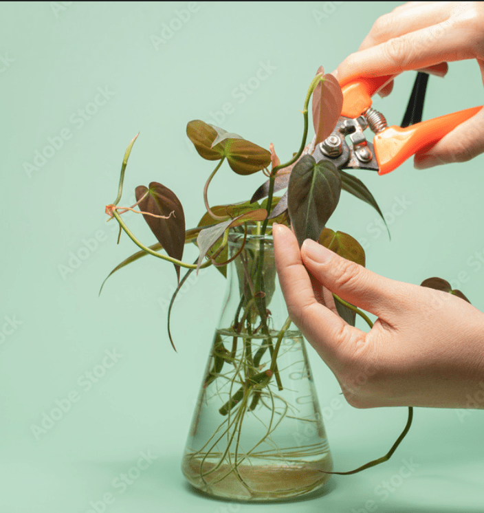 philodendron micans in water for propogation